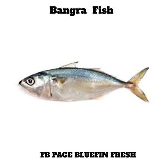 Fresh Bangra fish with silver and blue scales on a white background
