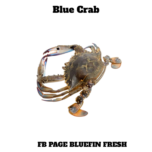 Fresh blue crab isolated on white background with detailed shell and claws