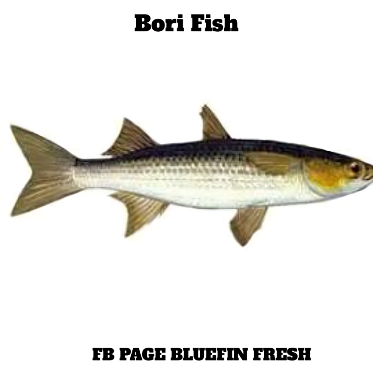 Illustration of a Bori Fish with a streamlined body and fins, labeled with black text on white background