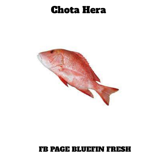 Fresh red Chota Hera fish isolated on white background with text branding
