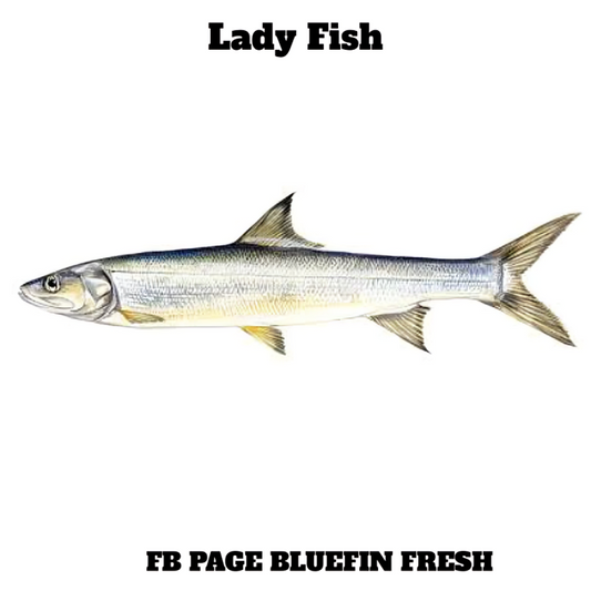 Illustration of a silver lady fish with elongated body and forked tail on white background