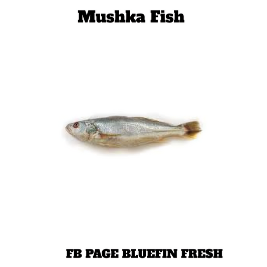 Fresh Mushka Fish on white background with text branding for Bluefin Fresh