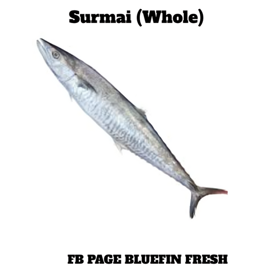 Whole fresh surmai fish with silver-blue scales on white background