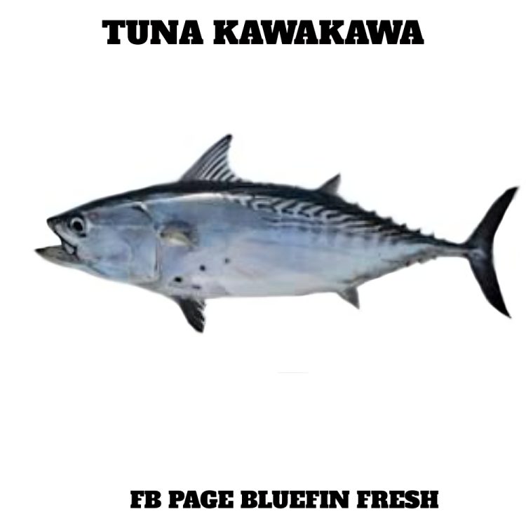 Tuna Kawakawa fish isolated on white background with text Bluefin Fresh