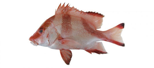 Red and white striped fish with spiny dorsal fin and black-tipped tail isolated on white background