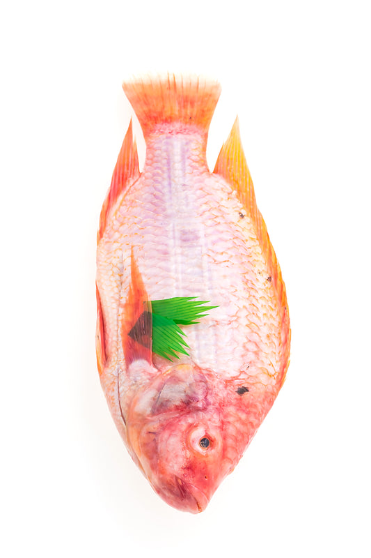 Top view of fresh red bream fish with scales and fins on white background