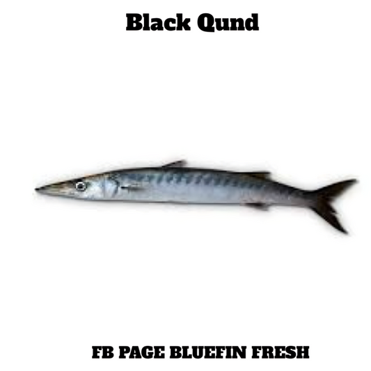 Black Qund fish with elongated body and silver-blue scales isolated on white background