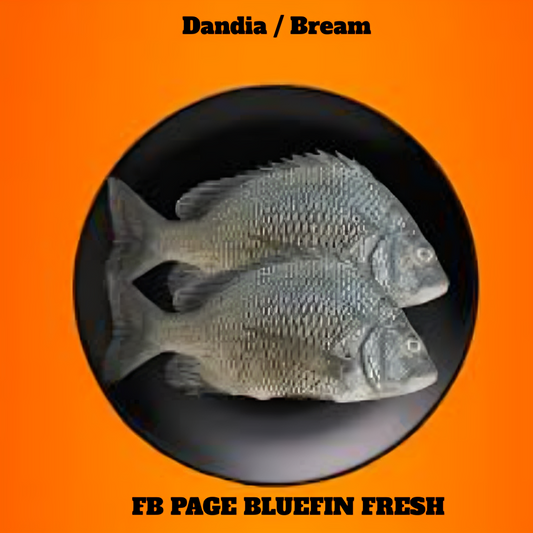 Two raw Dandia Bream fish on a black plate with orange background and text Bluefin Fresh