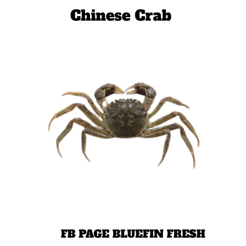 Close-up of a Chinese crab with dark green shell and claws on white background