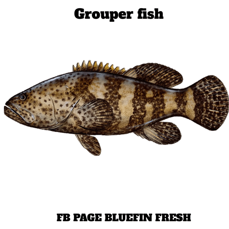 Detailed illustration of a brown and tan grouper fish with distinct mottled pattern and fins