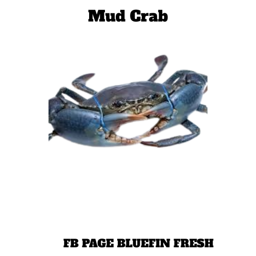 Close-up of a fresh mud crab with blue claws on a white background