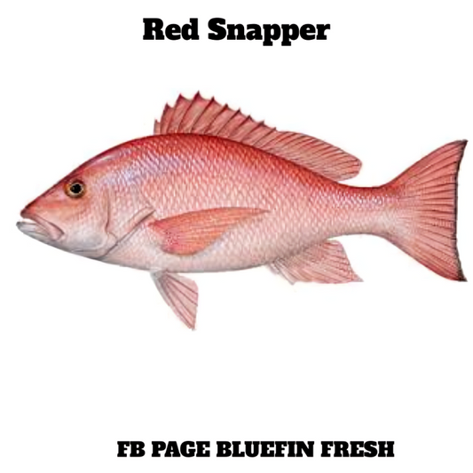 Illustration of a red snapper fish with pinkish-red scales and distinct fins on a white background