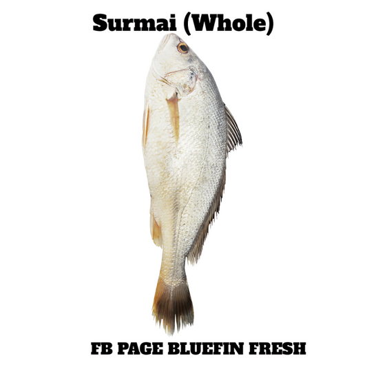 Whole fresh Surmai fish with silver scales and fins on white background