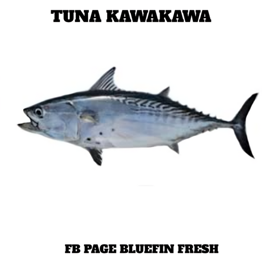 Tuna Kawakawa fish isolated on white background with text Bluefin Fresh