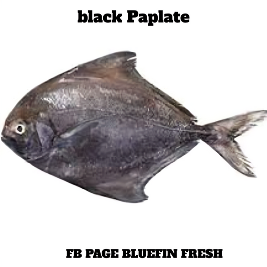 Fresh black Paplate fish isolated on white background, showing silver-black scales and distinct shape