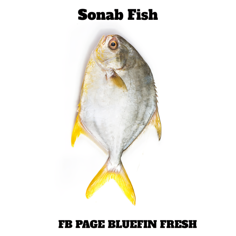 Fresh Sonab fish with silver body and yellow fins on white background